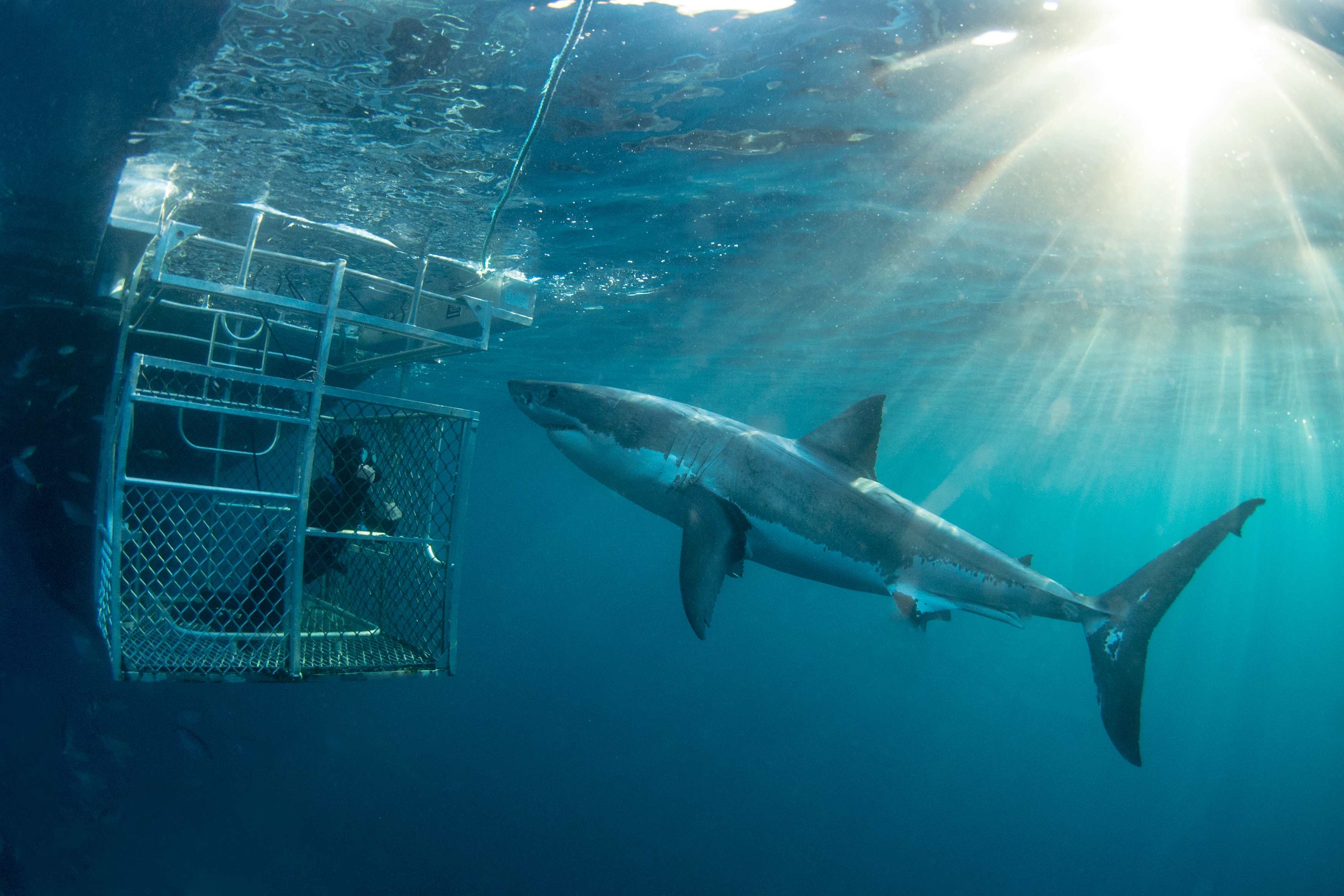 Great White Adventure (Summer 2014/15)
